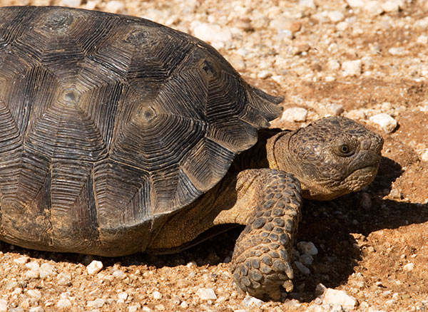 Desert Tortoise Gopherus agassizii