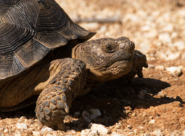 Desert Tortoise Gopherus agassizii