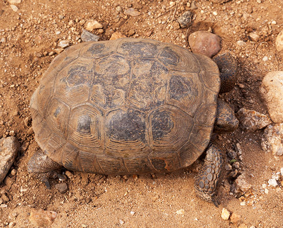 Desert Tortoise Gopherus agassizii