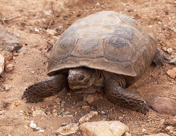 Desert Tortoise Gopherus agassizii