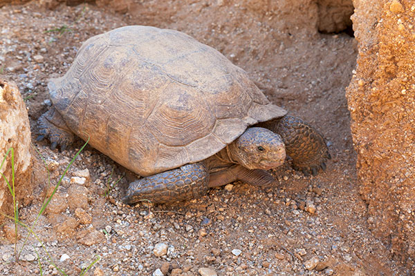 Desert Tortoise Gopherus agassizii