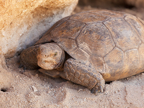 Desert Tortoise Gopherus agassizii