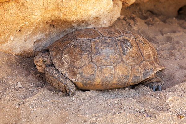Desert Tortoise Gopherus agassizii