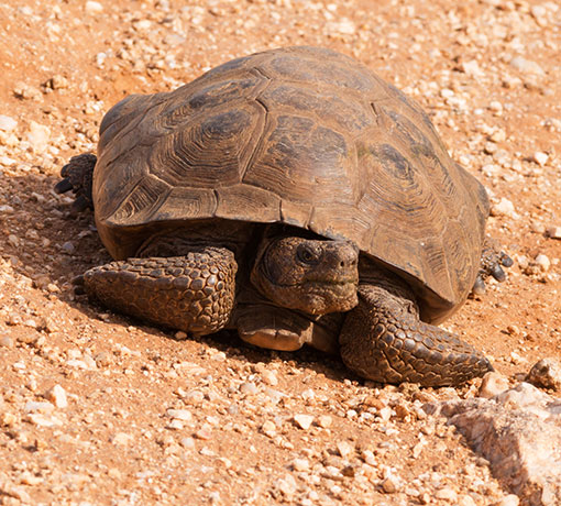 Desert Tortoise Gopherus agassizii