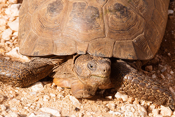 Desert Tortoise Gopherus agassizii