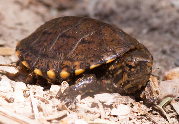 Sonoyta Mud Turtle Kinosternon sonoriense longifemorale 