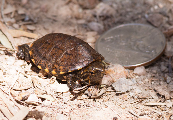 Sonoyta Mud Turtle Kinosternon sonoriense longifemorale 