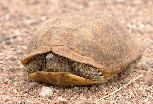 Ornate Box Turtle Western Box Turtle Terrapene ornata photo July 17, 2007