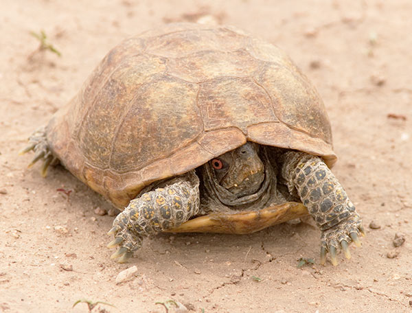 western box turtle western box turtle
