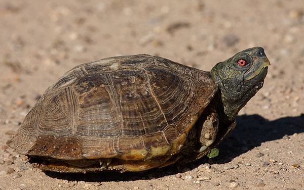 Ornate Box Turtle Western Box Turtle Terrapene ornata photo August 11, 2007