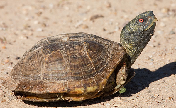 Ornate Box Turtle Western Box Turtle Terrapene ornata photo Hidalgo County, New Mexico