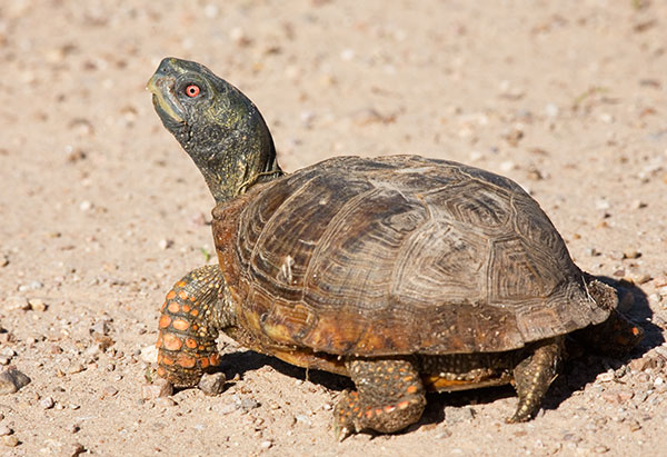 Ornate Box Turtle Western Box Turtle Terrapene ornata photo Hidalgo County, NM