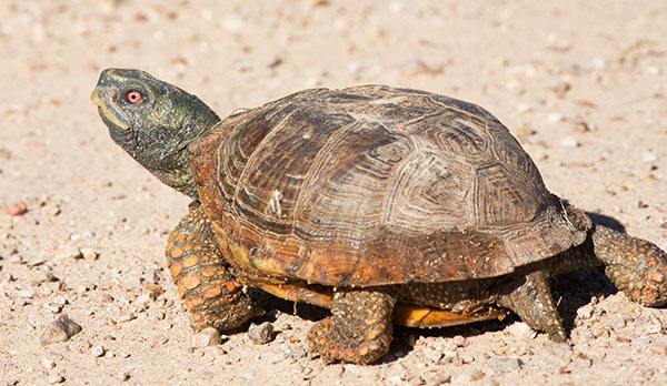 Ornate Box Turtle Western Box Turtle Terrapene ornata image Aug. 11, 2007