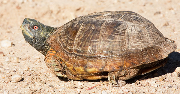 Ornate Box Turtle Western Box Turtle Terrapene ornata near Rodeo, NM