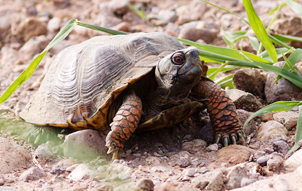 Ornate Box Turtle Western Box Turtle Terrapene ornata 