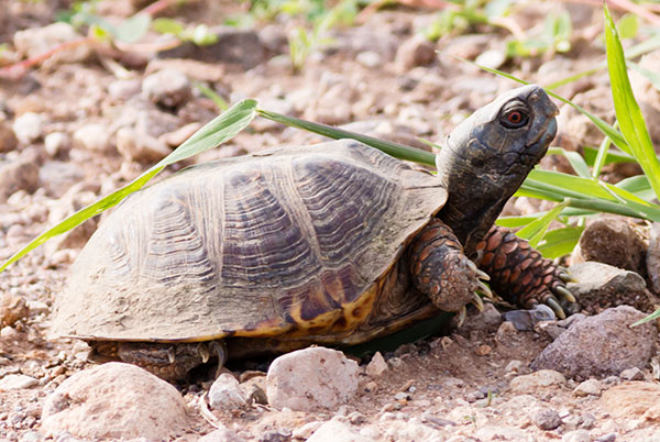 Ornate Box Turtle Western Box Turtle Terrapene ornata 