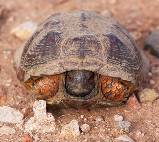 Ornate Box Turtle Western Box Turtle Terrapene ornata 