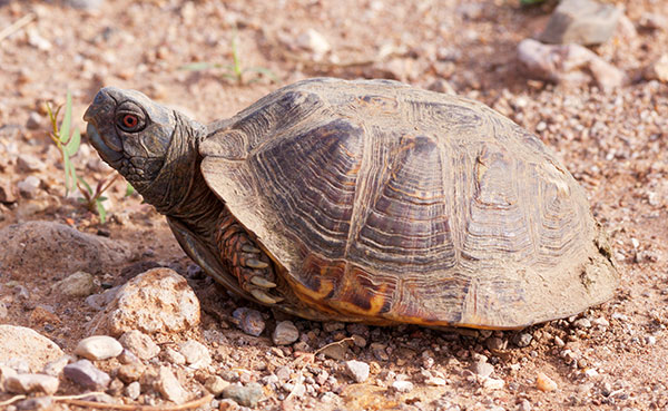 Ornate Box Turtle Western Box Turtle Terrapene ornata 