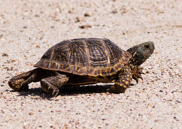 Ornate Box Turtle Western Box Turtle Terrapene ornata 