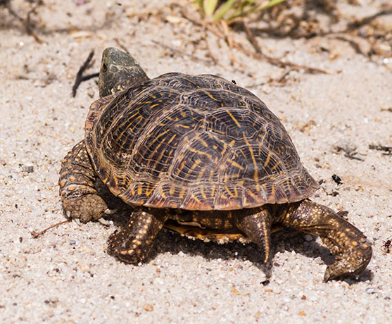 Ornate Box Turtle Western Box Turtle Terrapene ornata 