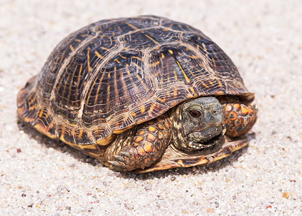 Ornate Box Turtle Western Box Turtle Terrapene ornata 