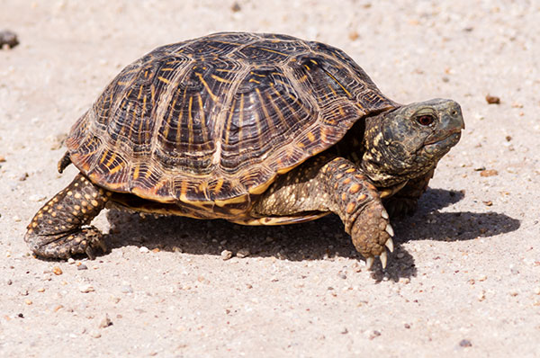 Ornate Box Turtle Western Box Turtle Terrapene ornata 