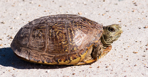 Ornate Box Turtle Western Box Turtle Terrapene ornata 