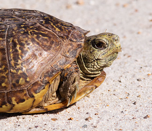 Ornate Box Turtle Western Box Turtle Terrapene ornata 
