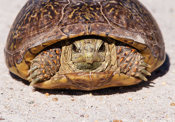 Ornate Box Turtle Western Box Turtle Terrapene ornata 