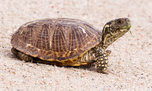 Ornate Box Turtle Western Box Turtle Terrapene ornata 
