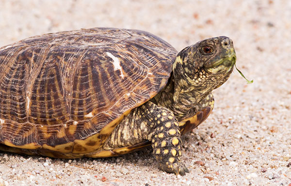 Ornate Box Turtle Western Box Turtle Terrapene ornata 