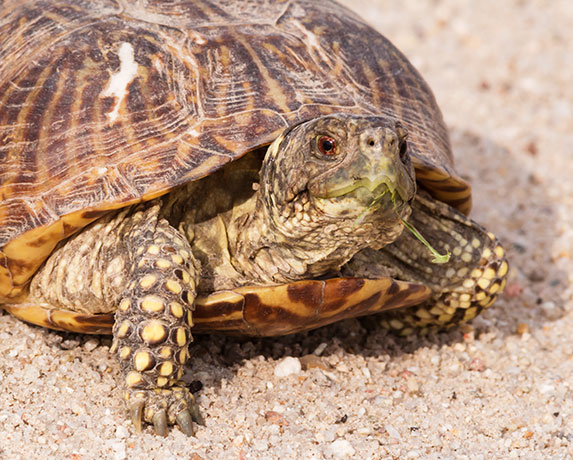 Ornate Box Turtle Western Box Turtle Terrapene ornata 