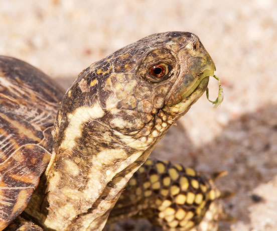 Ornate Box Turtle Western Box Turtle Terrapene ornata 