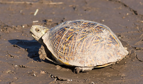 Ornate Box Turtle Western Box Turtle Terrapene ornata 