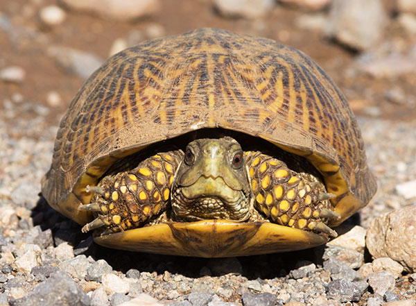 Ornate Box Turtle Western Box Turtle Terrapene ornata 