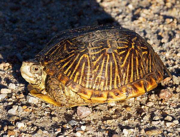 Ornate Box Turtle Western Box Turtle Terrapene ornata 