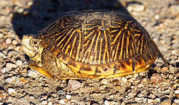 Ornate Box Turtle Western Box Turtle Terrapene ornata 