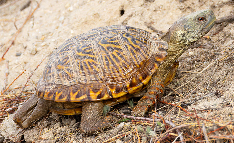 Ornate Box Turtle Western Box Turtle Terrapene ornata 