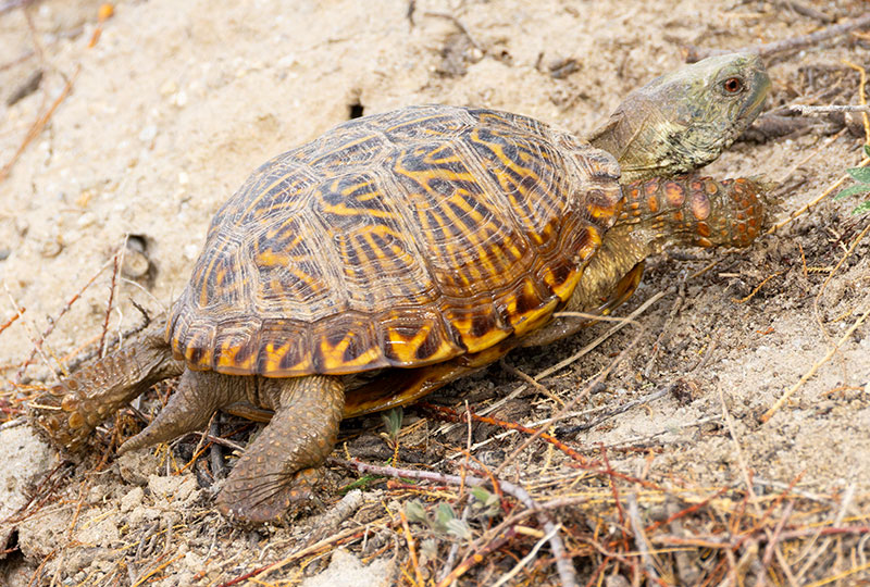 Ornate Box Turtle Western Box Turtle Terrapene ornata 