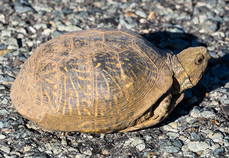 Ornate Box Turtle Western Box Turtle Terrapene ornata 