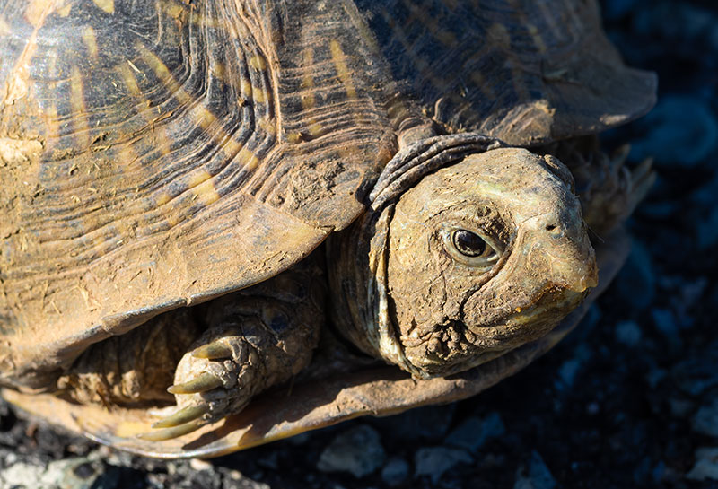 Ornate Box Turtle Western Box Turtle Terrapene ornata 