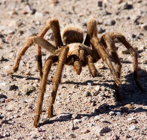 Tarantula Family Theraphosidae