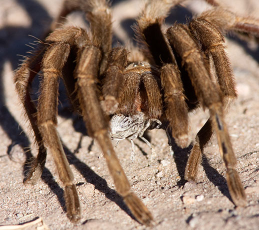 Tarantula Family Theraphosidae with Beetle