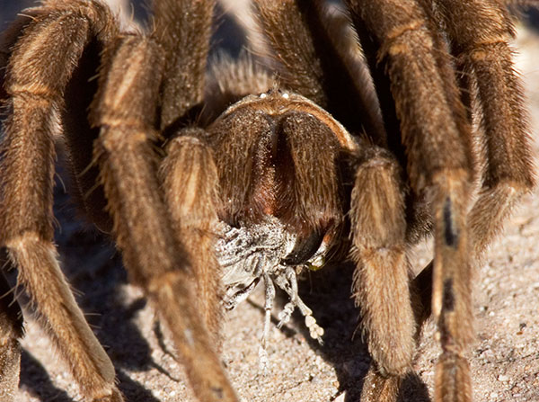 Tarantula Family Theraphosidae with Beetle