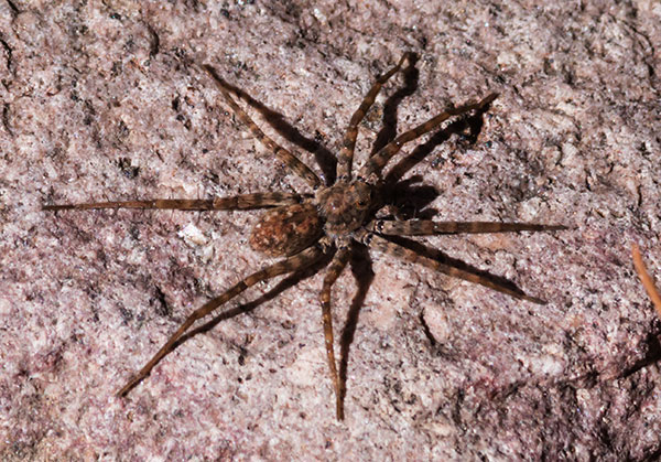 Wolf Spider