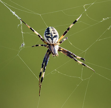 Spider
