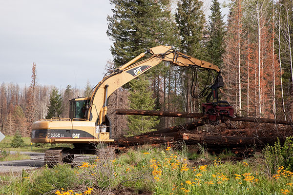 Delimber working in Apache Forest Arizona   