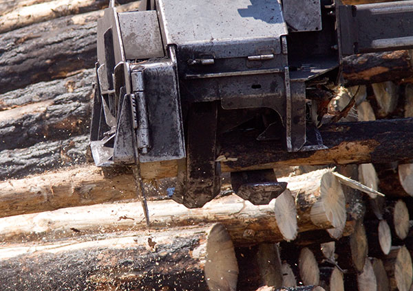 Delimber head cutting tree to length Arizona   