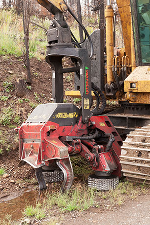 Waratah Delimber  Arizona  Title= 