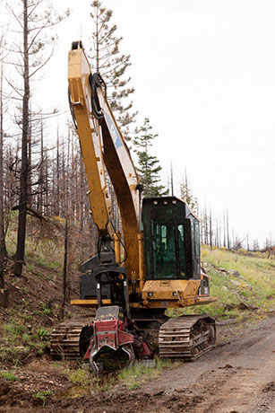 Waratah Delimber  Arizona  Title= 